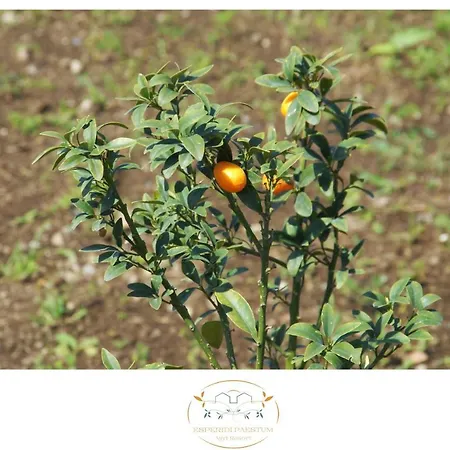 Esperidi Paestum Agri Resort *