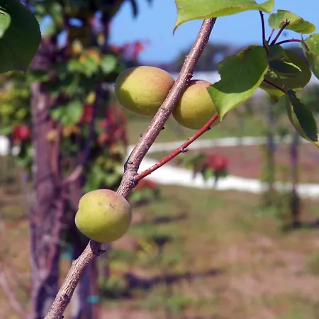 Esperidi Paestum Agri * 卡帕乔-帕埃斯图姆