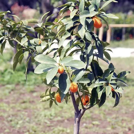 Esperidi Paestum Agri * Capaccio